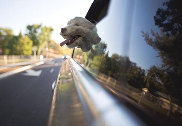 PET-FRIENDLY TRAVEL PERKS