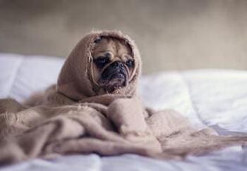 Plan Your Pet’s Stay